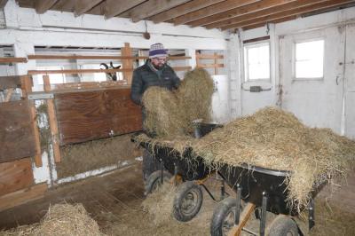 A Round the Bend farm worker gets hay while a goat sneakily watches. Source: Desa Van Laarhoven