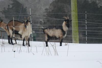 Some goats at Round the Bend farm decide if they enjoy the snow. Source: Desa Van Laarhoven