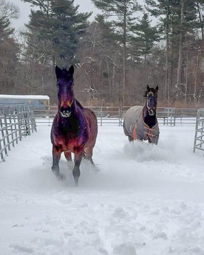 Some horses run around Don't Forget Us, Pet Us. Source: Deb Devlin