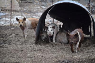 Some pigs come to investigate the camera.