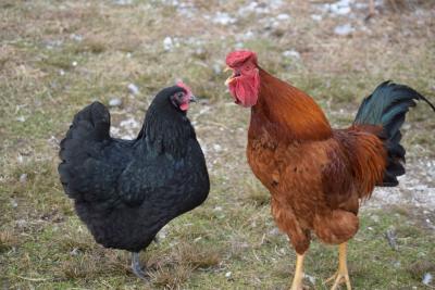 Silly rooster, its's not morning, it's the middle of the day.