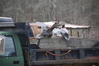 Exploring a farm truck.