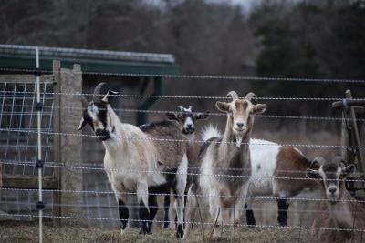 Some goats think "Huh?"