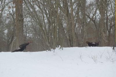 Some turkeys run through the snow after their friends.