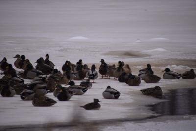 Some ducks rest on top of the water.