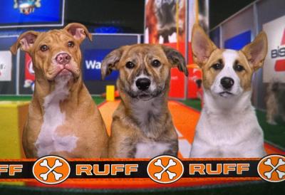 The third quarter Team Ruff players. Source: Animal Planet