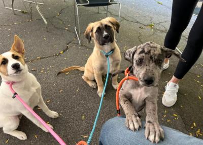 Lisa with her brothers, Duke and Travis. Source: Lisa Tavares