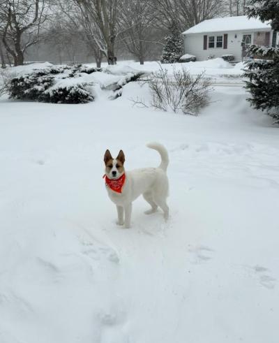 Piper enjoys her zoomies in the snow. Source: Lisa Tavares