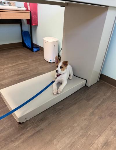 Piper at Anchor Animal Hospital. Source: Lisa Tavares 