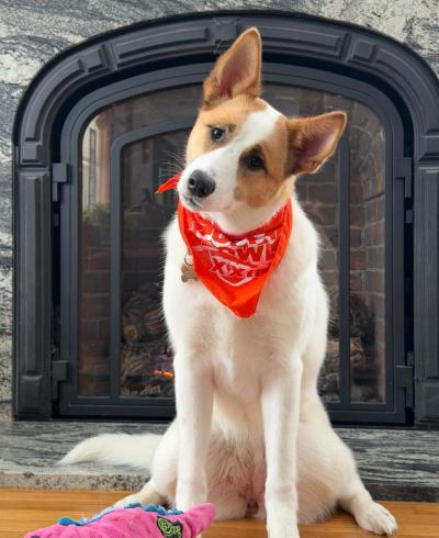 Piper, the Massachusetts Puppy Bowl celebrity. Source: Lisa Tavares