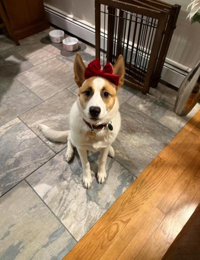 Piper dressed up for Christmas. Source: Lisa Tavares