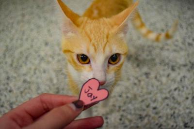 Conie investigates a heart.