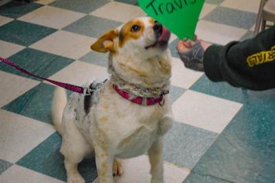 Sky was quite eager to get pet.