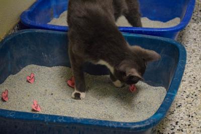 One of the bonded kittens investigates the hearts in her litter box. 