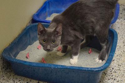 One of the bonded kittens was more focused on getting pets. Photos by Kat Sheridan