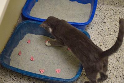 One of the bonded kittens investigates the hearts in her litter box. 