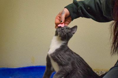 One of the bonded kittens gets a heart placed on her head. 