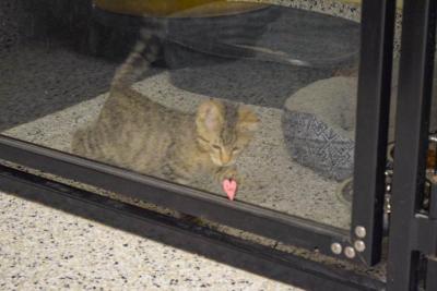 Cookie Dough paws at a heart outside her kennel.