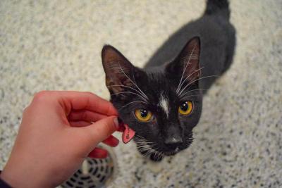 One of the kittens rubs their head against a heart.