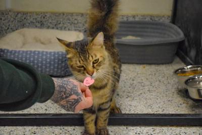 Fluffy sniffs a heart.