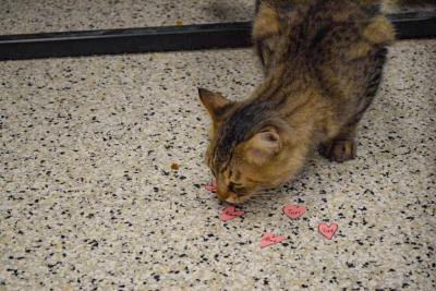 Fluffy investigates some hearts.