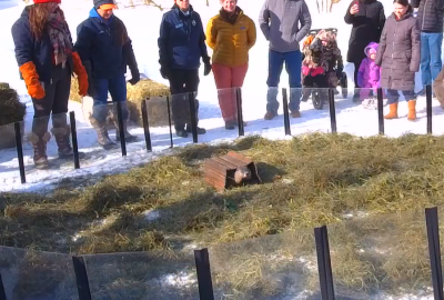 Mrs. G also predicted 6 more weeks of winter. Source: Mass Audubon Drumlin Farm