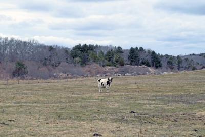 One of the rescue cows hanging out in a field.