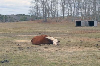 One of the rescue cows rests up.