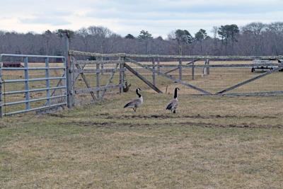 The rescue goose and her boyfriend visiting for the spring.