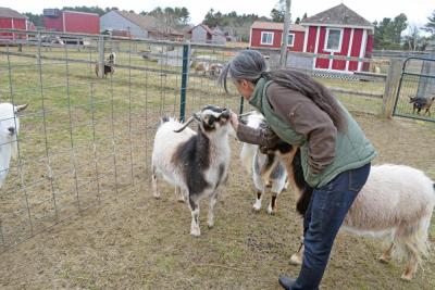 Shannon Lawrence pets one of the goats.
