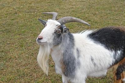 A goat poses for the camera.