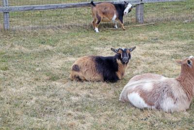 The goats enjoy resting in the field. 