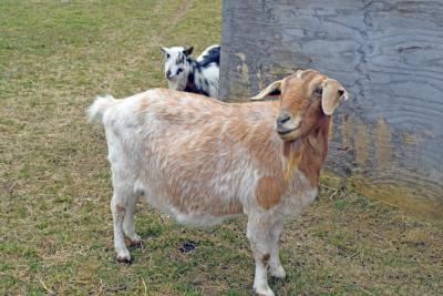 A goat poses for the camera while enjoying the nice weather.