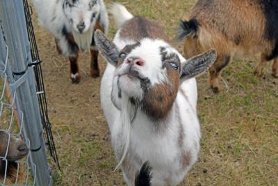 One of the silly goats posing.