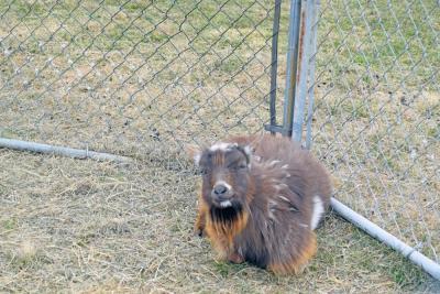 One of the males, who has to be separated for the spring, shedding his winter coat.