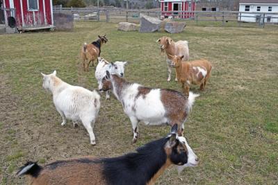 The goats at Forever Here Farm Sanctuary.