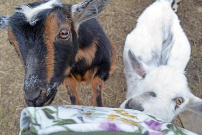 The goats enjoyed begging for pets.