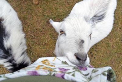 One of the goats enjoyed chewing on the phone in the reporter's pocket.