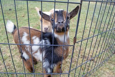 Baby goats look at the camera.