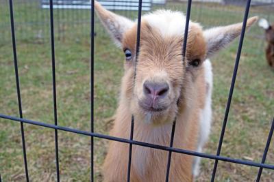 One of the baby goats investigates the camera.