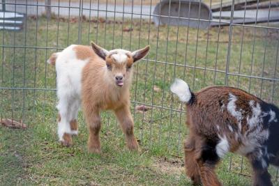 One of the baby goats go "bleh!"