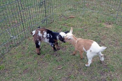 The baby goats give each other a soft head butt.