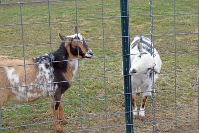One of the goats sticks his head through the fence to investigate.
