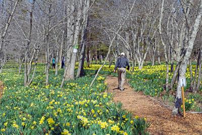 The field will be filled with people once the blooms are fully in bloom. 