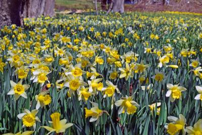 A section of fully bloomed daffodils. 