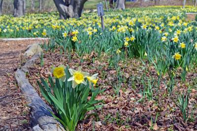 Some of the daffodils grow close to the path. 