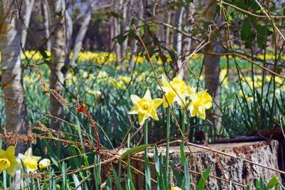 Some of the daffodils are smaller than others. 
