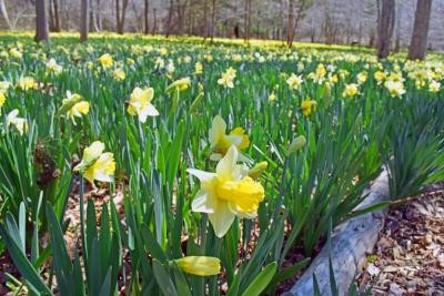 The preserve covered in yellow flowers.