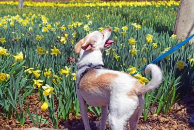 Billy investigates the flowers. 