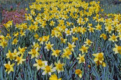 A row of blooming daffodils.